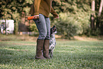 female English Cocker Spaniel