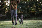 female English Cocker Spaniel