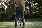 female English Cocker Spaniel