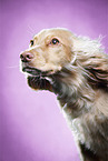 English Cocker Spaniel in studio
