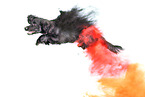 English Cocker Spaniel in studio