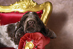English Cocker Spaniel Puppy