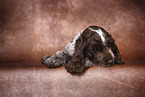 English Cocker Spaniel Puppy