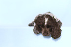 English Cocker Spaniel Puppy