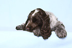 English Cocker Spaniel Puppy