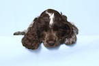 English Cocker Spaniel Puppy