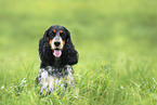 female English Cocker Spaniel