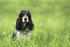 female English Cocker Spaniel