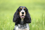 female English Cocker Spaniel