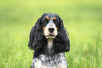 female English Cocker Spaniel