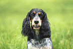 female English Cocker Spaniel