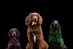 3 dogs