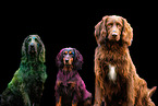 3 dogs