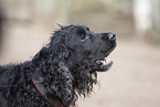 English Cocker Spaniel