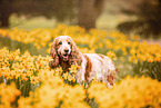 English Cocker Spaniel