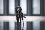female English Cocker Spaniel