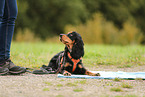English Cocker Spaniel