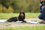 English Cocker Spaniel