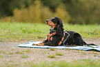 English Cocker Spaniel