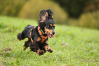 English Cocker Spaniel