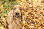 English Cocker Spaniel