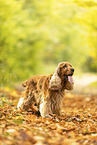 English Cocker Spaniel
