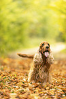 English Cocker Spaniel