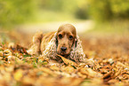 English Cocker Spaniel