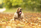 English Cocker Spaniel