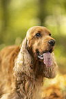 English Cocker Spaniel