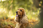 English Cocker Spaniel