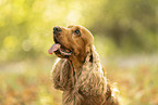 English Cocker Spaniel