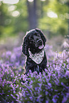 English Cocker Spaniel