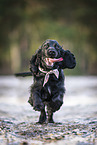 English Cocker Spaniel