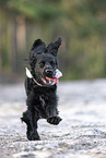 English Cocker Spaniel
