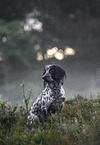 English Cocker Spaniel