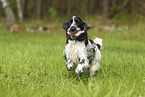 English Cocker Spaniel