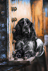 English Cocker Spaniel