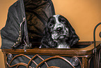 English Cocker Spaniel Puppy