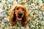 English Cocker Spaniel