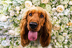 English Cocker Spaniel