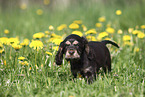 English Cocker Spaniel Puppy