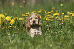 English Cocker Spaniel Puppy