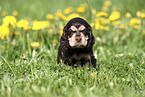English Cocker Spaniel Puppy