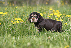 English Cocker Spaniel Puppy