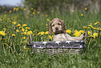 English Cocker Spaniel Puppy