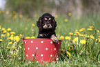English Cocker Spaniel Puppy