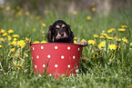 English Cocker Spaniel Puppy
