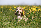 English Cocker Spaniel Puppy