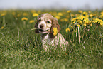 English Cocker Spaniel Puppy